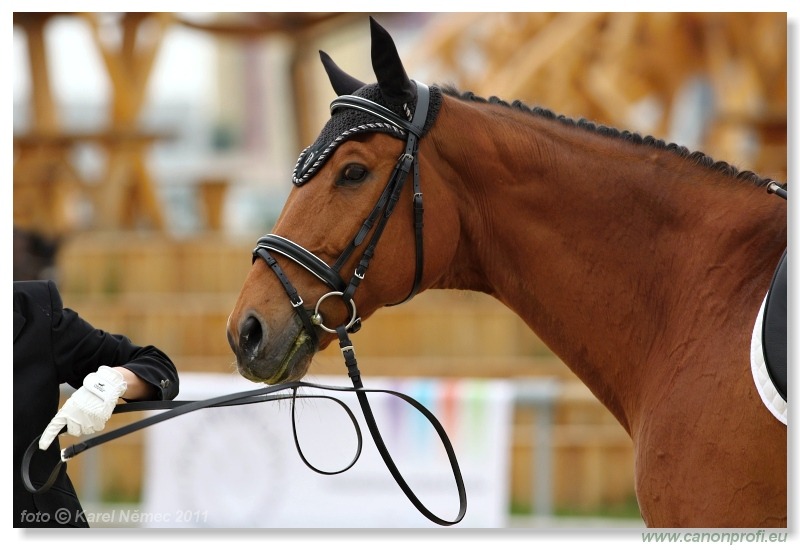 Drezúra - Dressage 2011