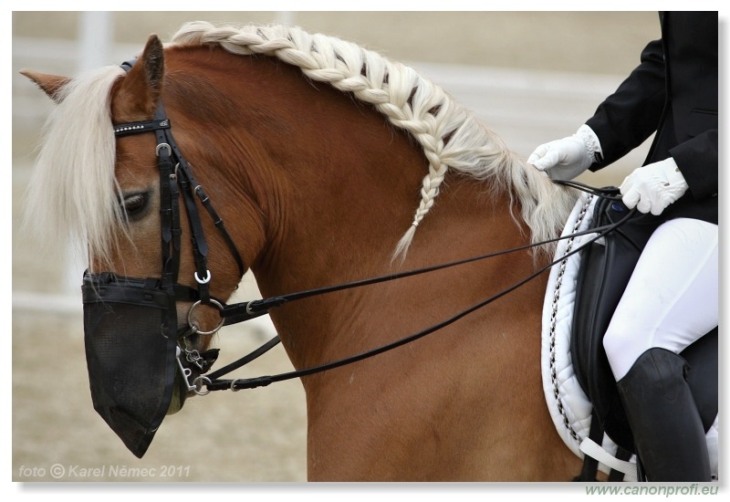 Drezúra - Dressage 2011