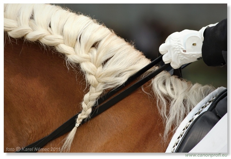 Drezúra - Dressage 2011