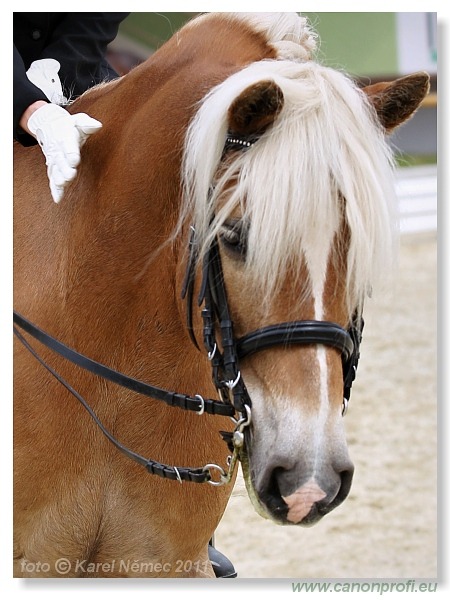 Drezúra - Dressage 2011