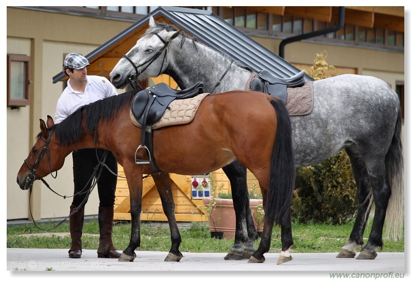 Drezúra - Dressage 2011