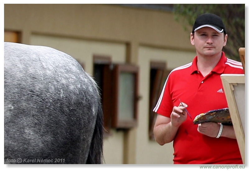 Drezúra - Dressage 2011