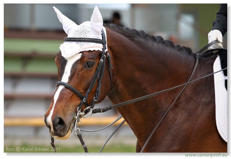 Drezúra - Dressage 2011