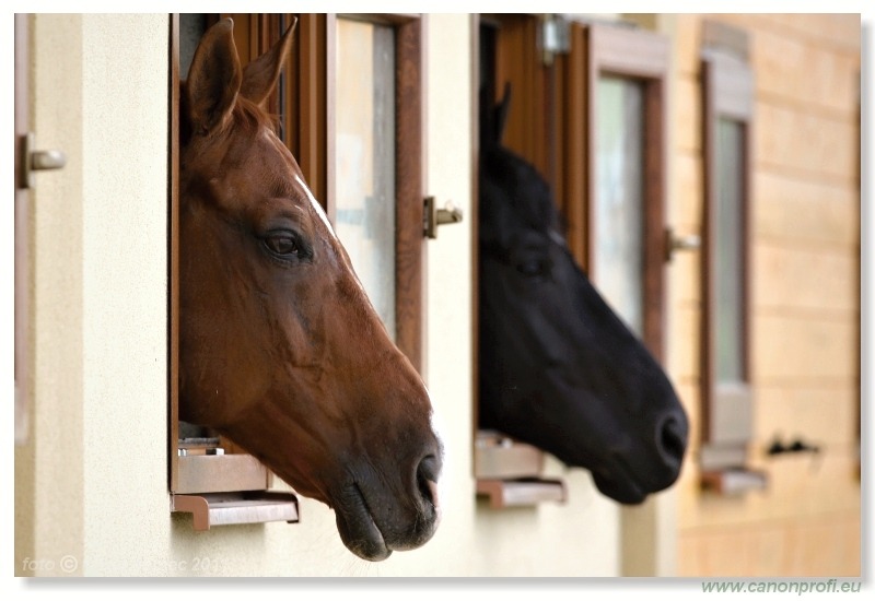 Drezúra - Dressage 2011