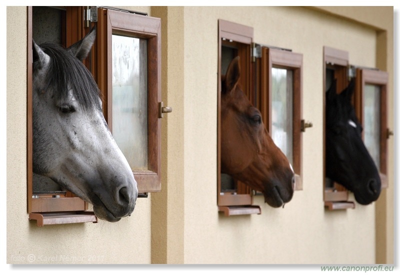 Drezúra - Dressage 2011