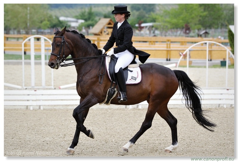 Drezúra - Dressage 2011