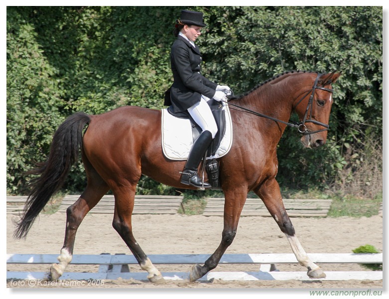 Drezúra - Dressage 2006