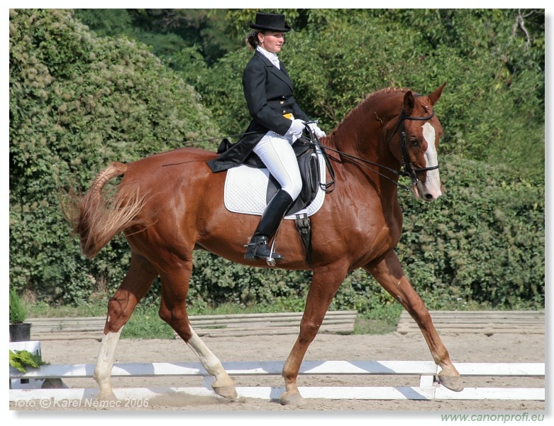 Drezúra - Dressage 2006