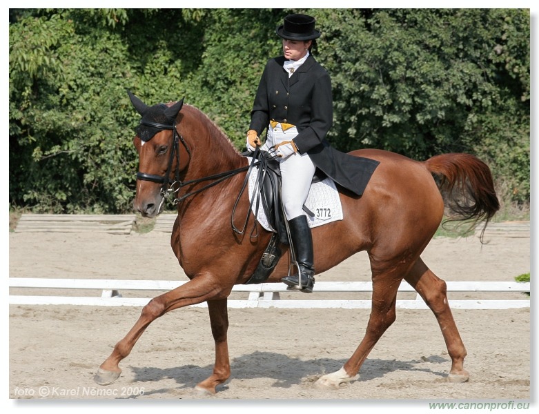 Drezúra - Dressage 2006