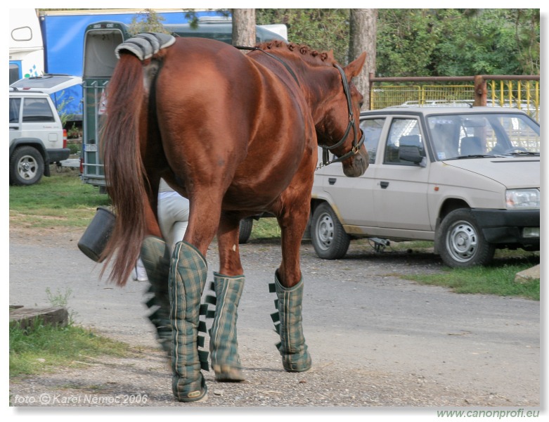 Drezúra - Dressage 2006