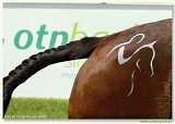 Pony 