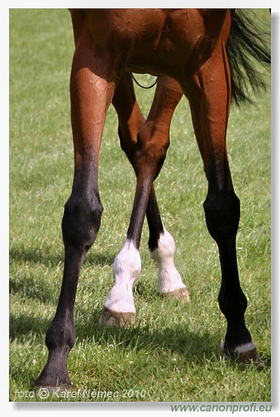 Bratislava - 26. j�na 2010 