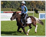 pony 