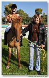 pony 