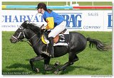 pony I 