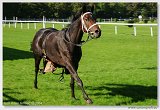 Cena Nutri Horse Msli 