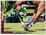 Grand Prix of Samorin