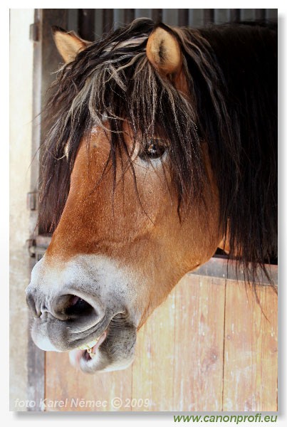 Miloslavov - 11. apr�la 2009 