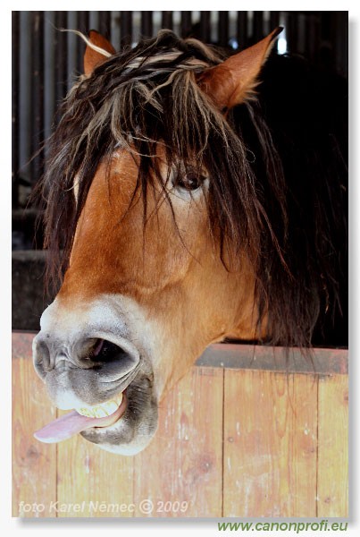 Miloslavov - 11. apr�la 2009 