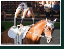 Individual vaulting - CVICH2* male and female - Freestyle