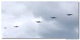 Douglas C-47 / Dc-3  Formation