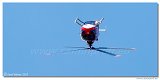 The Flying Bulls - BO105 C