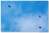 Wingsuit Slalom