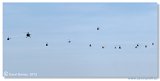Helicopter Show 2015