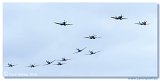 Supermarine Spitfires