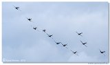 Supermarine Spitfires
