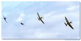 Supermarine Spitfires