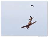 Flying Legends 2011