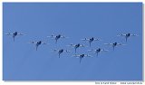 Aermacchi MB339 - Frecce Tricolori